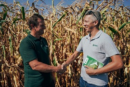 Досвід вирощування соняшнику та кукурудзи селекції ВНІС на Київщині