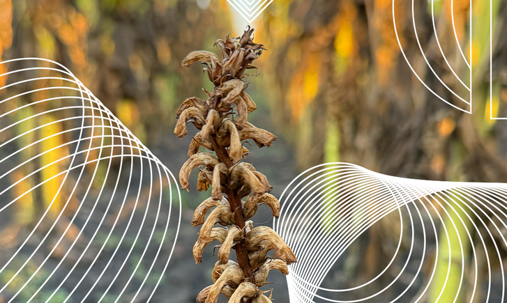 shcho-take-vovchok-sonyashnikoviy-i-chomu-pro-nogo-mayut-znati-vsi-agrariji