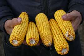 «На бідних ґрунтах кукурудза ВНІС на крапельному зрошенні дала по 14-14,5 т/га», — Володимир Білий