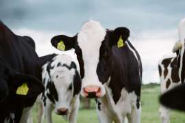 Чи стають корови травою, яку вони їдять? Вплив ГМО на тваринний організм