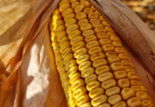 Ціни на кукурудзу продовжують зростати