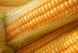 Селекція цукрової кукурудзи. Здобутки компанії ВНІС. 