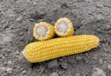 Вибір гібридів кукурудзи з правильним ФАО під конкретне поле: поради агронома ВНІС