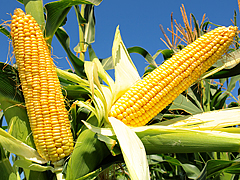 Нові гібриди кукурудзи ВНІС - наша гідна відповідь іноземним аналогам!