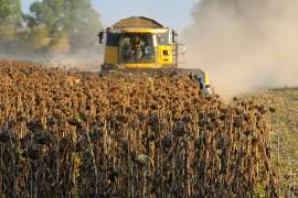 Стан збору соняшнику та кукурудзи на полях України