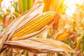 Захист кукурудзи від посіву до сходів